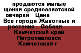 продаются милые щенки среднеазиатской овчарки › Цена ­ 30 000 - Все города Животные и растения » Собаки   . Камчатский край,Петропавловск-Камчатский г.